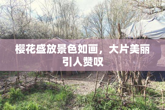 樱花盛放景色如画，大片美丽引人赞叹