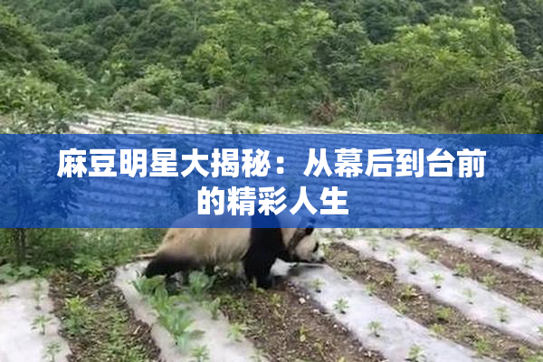 麻豆明星大揭秘：从幕后到台前的精彩人生