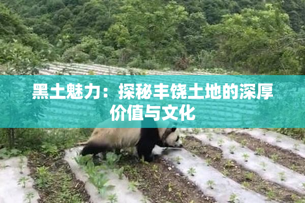 黑土魅力：探秘丰饶土地的深厚价值与文化