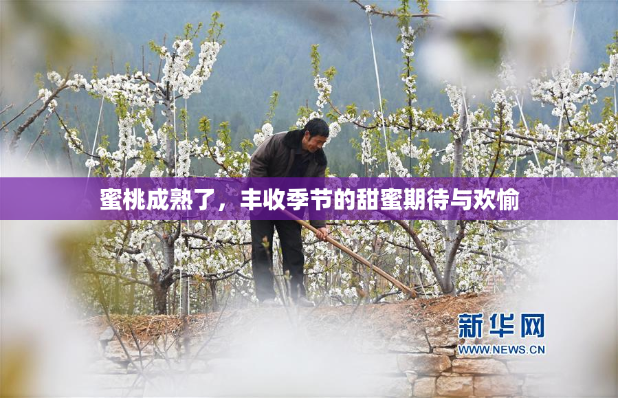 蜜桃成熟了，丰收季节的甜蜜期待与欢愉
