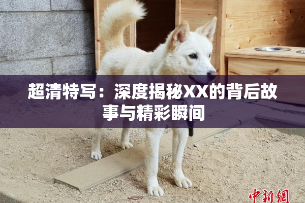 超清特写：深度揭秘XX的背后故事与精彩瞬间