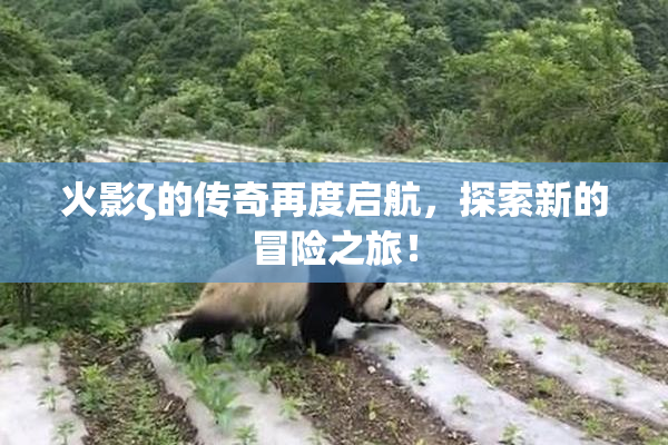火影ζ的传奇再度启航，探索新的冒险之旅！
