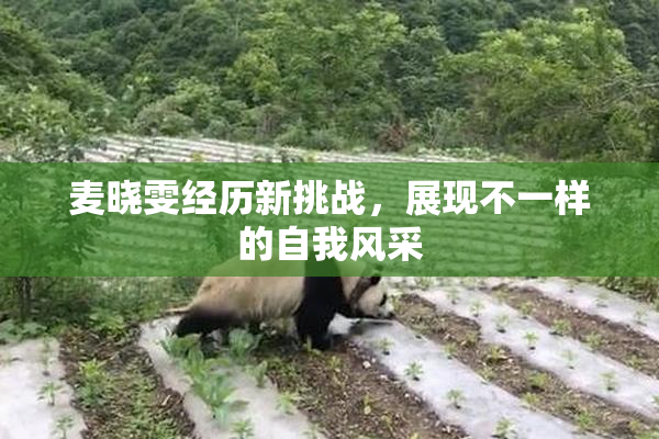 麦晓雯经历新挑战，展现不一样的自我风采