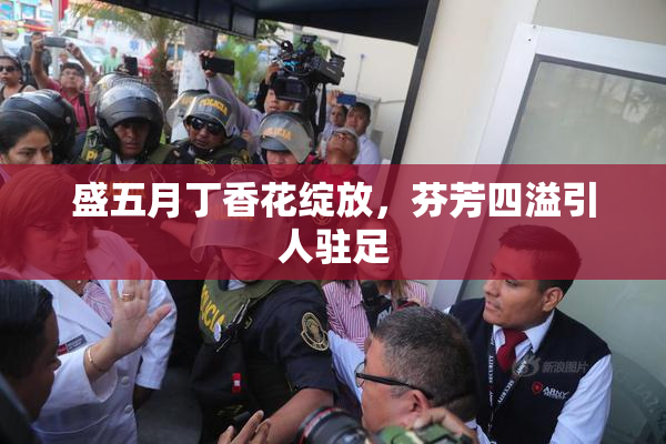 盛五月丁香花绽放，芬芳四溢引人驻足