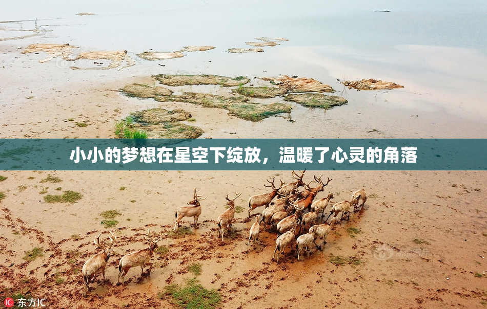 小小的梦想在星空下绽放，温暖了心灵的角落