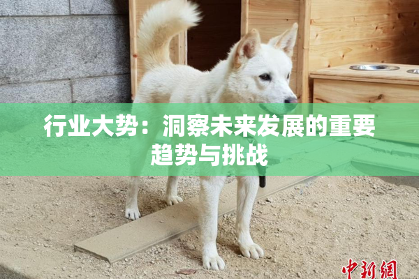 行业大势：洞察未来发展的重要趋势与挑战