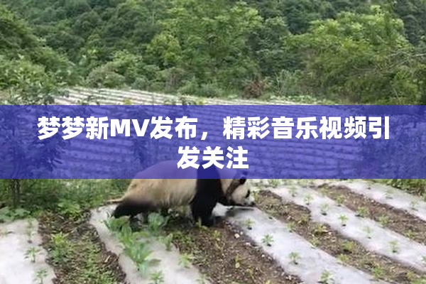 梦梦新MV发布，精彩音乐视频引发关注