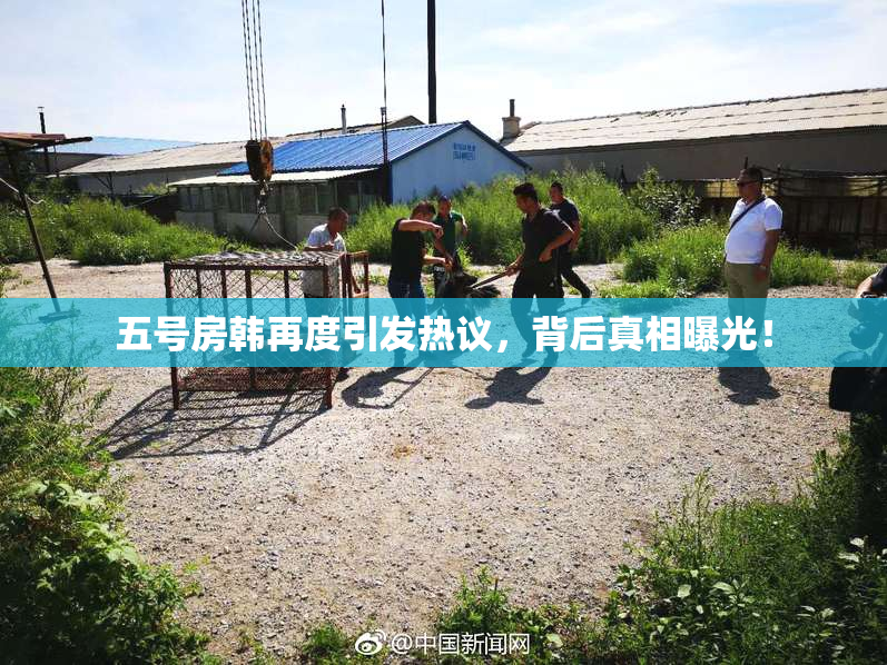 五号房韩再度引发热议，背后真相曝光！