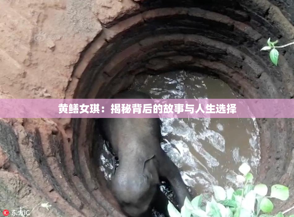 黄鳝女琪：揭秘背后的故事与人生选择