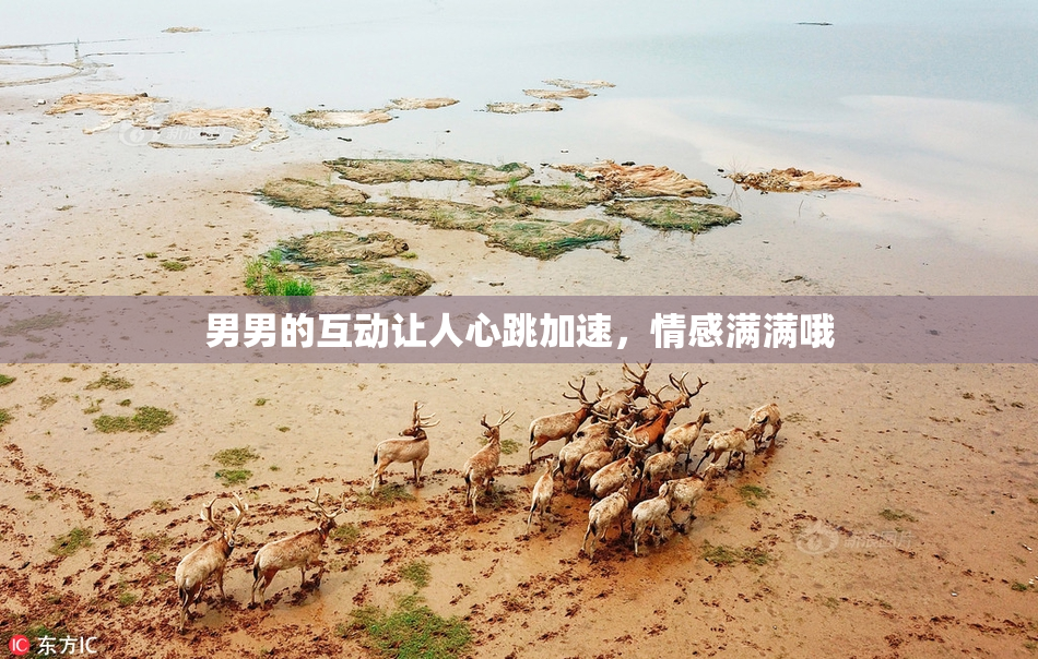男男的互动让人心跳加速，情感满满哦