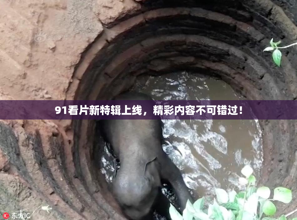 91看片新特辑上线，精彩内容不可错过！
