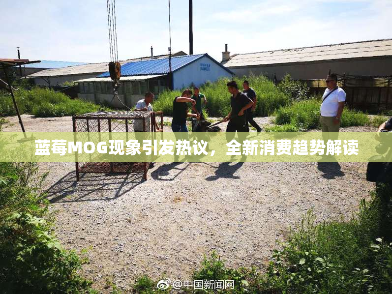 蓝莓MOG现象引发热议，全新消费趋势解读