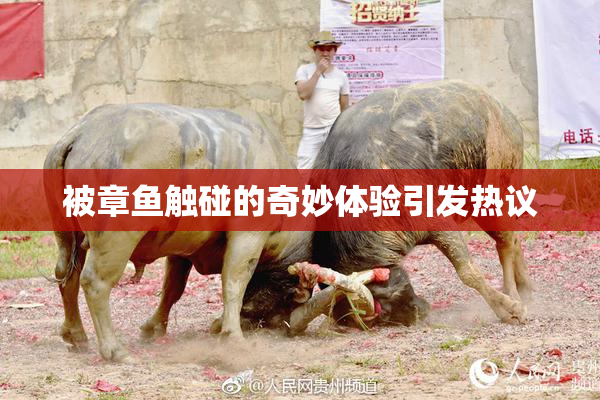被章鱼触碰的奇妙体验引发热议