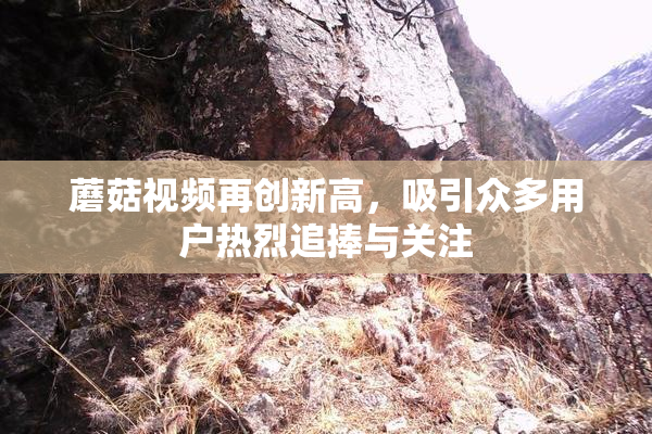 蘑菇视频再创新高，吸引众多用户热烈追捧与关注
