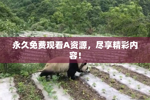 永久免费观看A资源，尽享精彩内容！