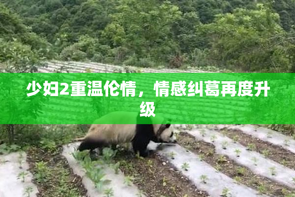 少妇2重温伦情，情感纠葛再度升级