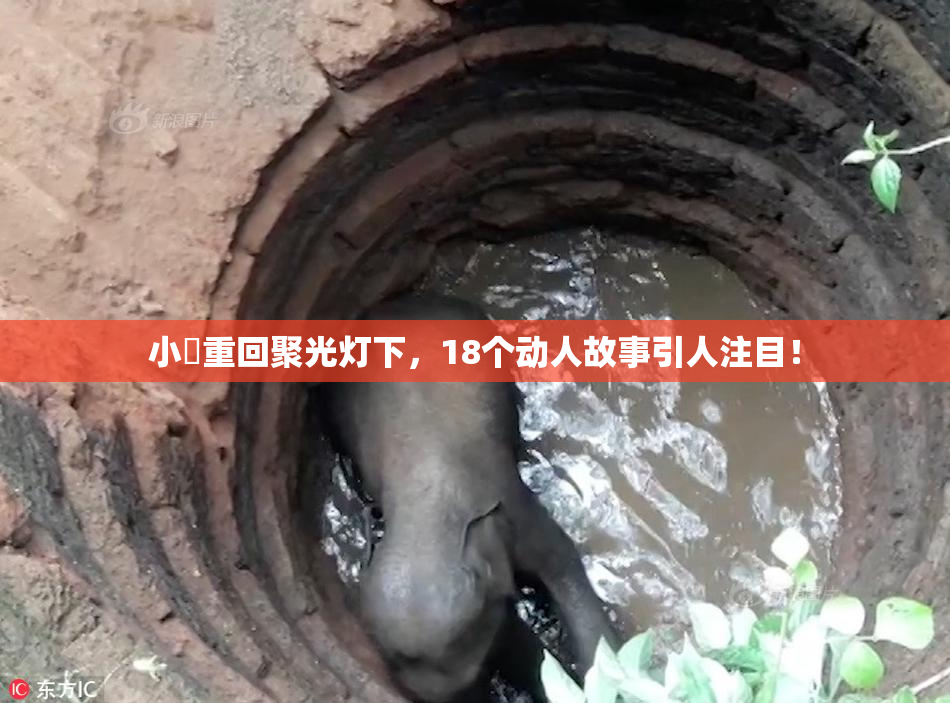 小泬重回聚光灯下，18个动人故事引人注目！