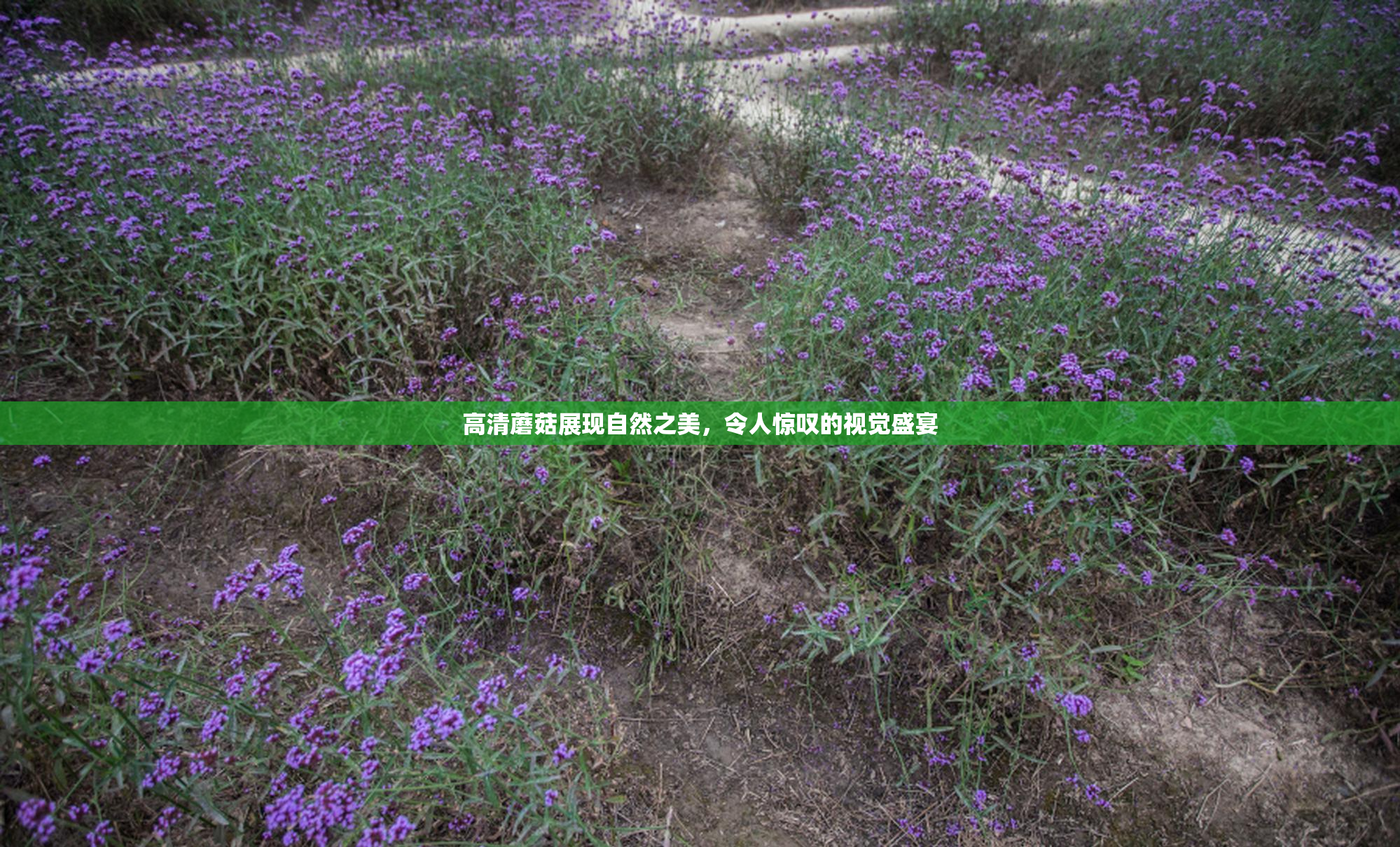 高清蘑菇展现自然之美，令人惊叹的视觉盛宴