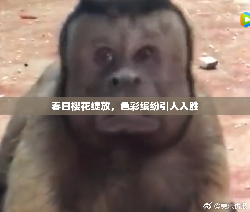 春日樱花绽放，色彩缤纷引人入胜