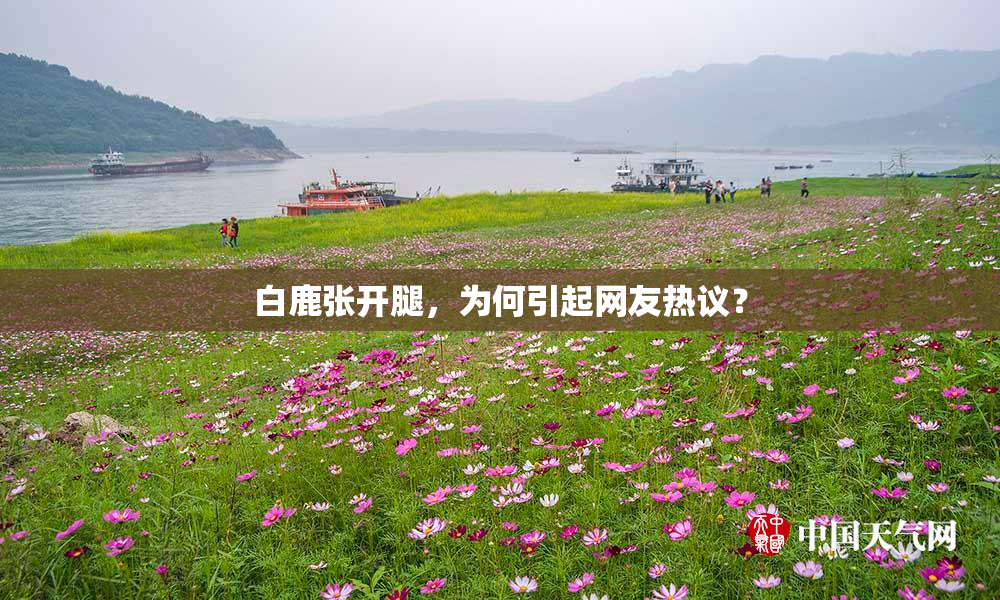 白鹿张开腿，为何引起网友热议？