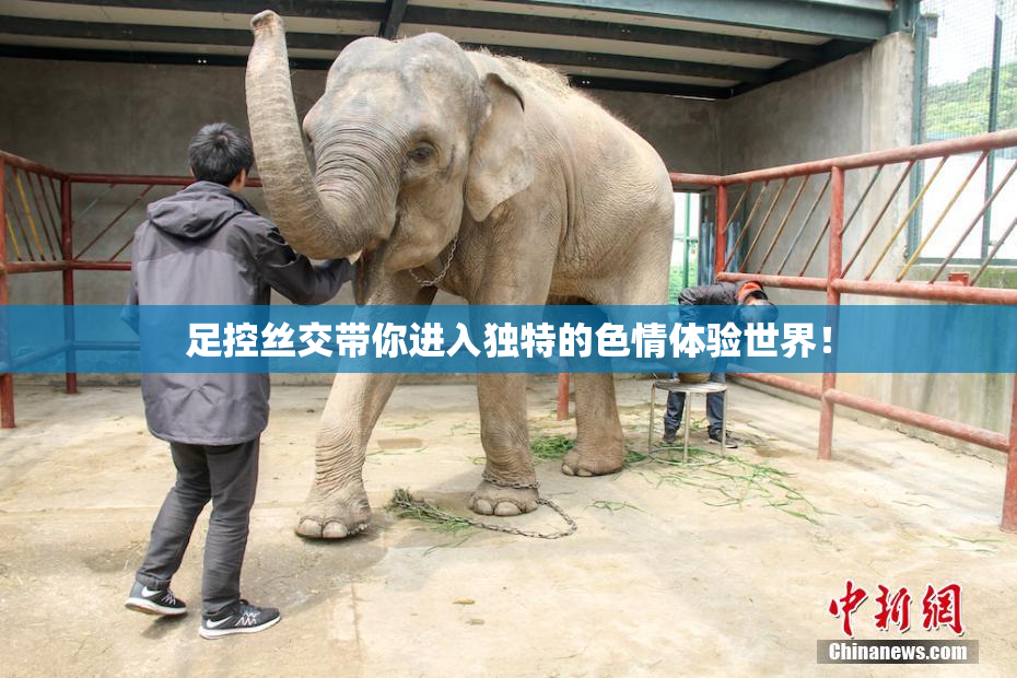 足控丝交带你进入独特的色情体验世界！