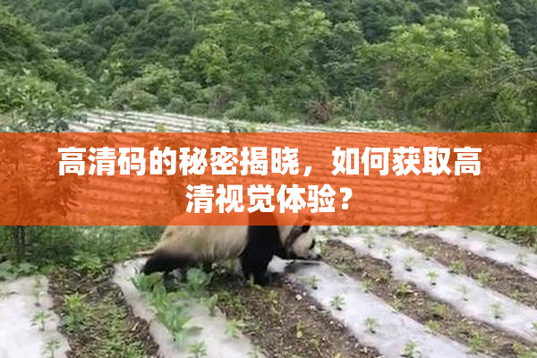 高清码的秘密揭晓，如何获取高清视觉体验？
