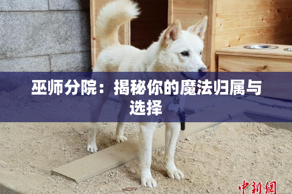 巫师分院：揭秘你的魔法归属与选择