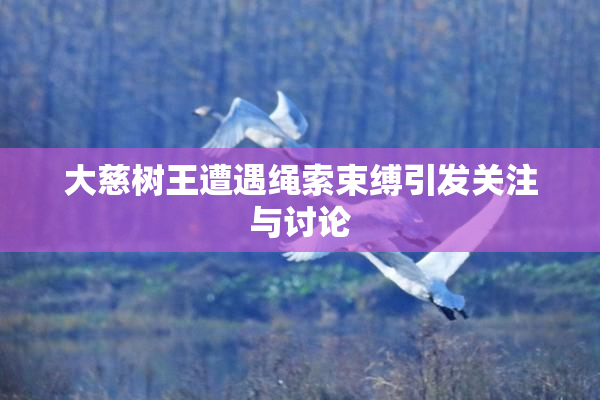 大慈树王遭遇绳索束缚引发关注与讨论