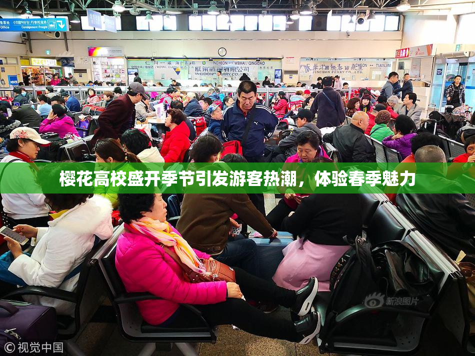 樱花高校盛开季节引发游客热潮，体验春季魅力