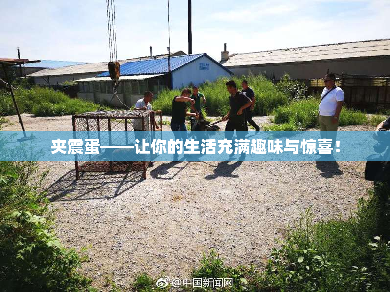 夹震蛋——让你的生活充满趣味与惊喜！