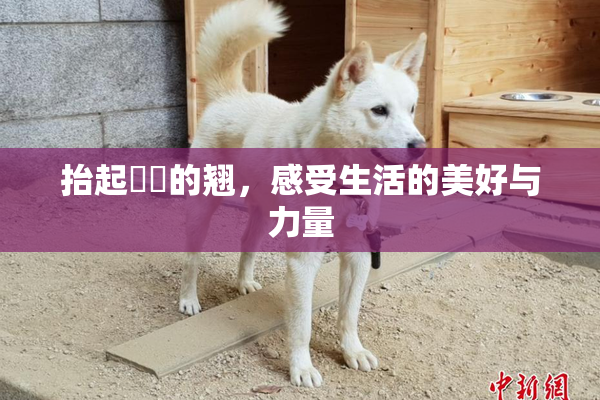 抬起妺妺的翘，感受生活的美好与力量