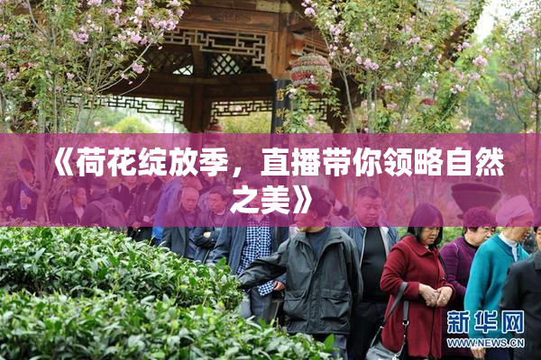 《荷花绽放季，直播带你领略自然之美》