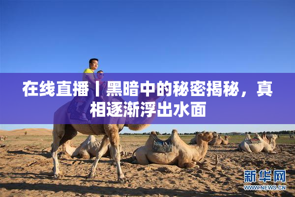 在线直播丨黑暗中的秘密揭秘，真相逐渐浮出水面