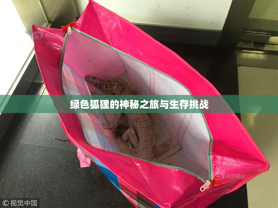 绿色狐狸的神秘之旅与生存挑战
