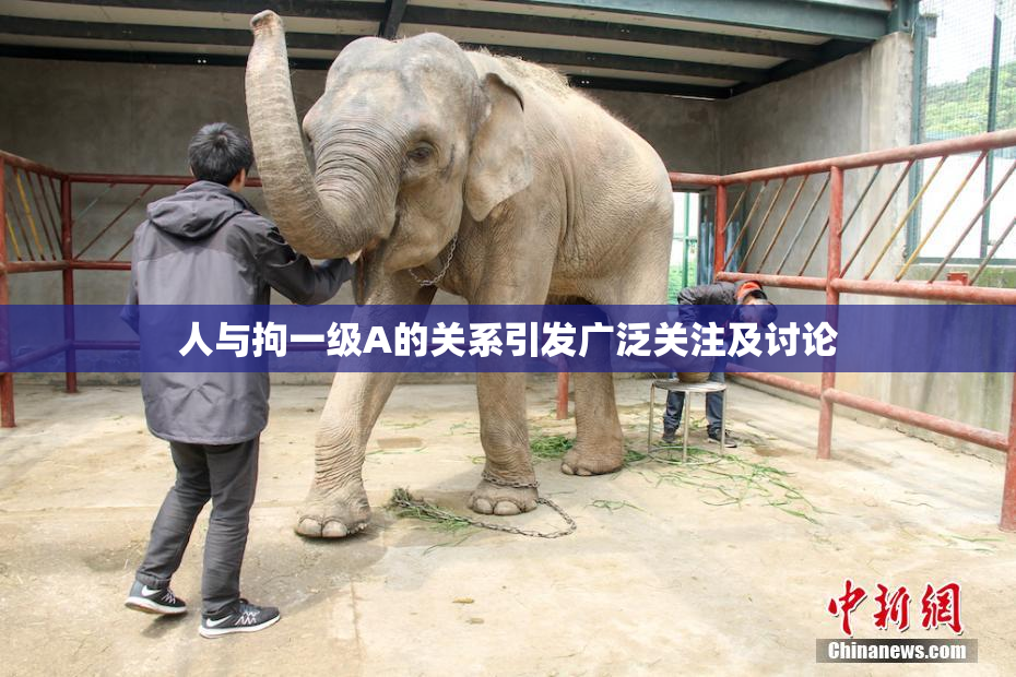人与拘一级A的关系引发广泛关注及讨论
